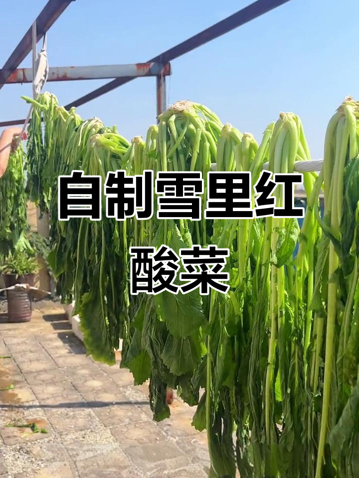 雪里红酸菜制作秘籍,冬日必备下饭神器