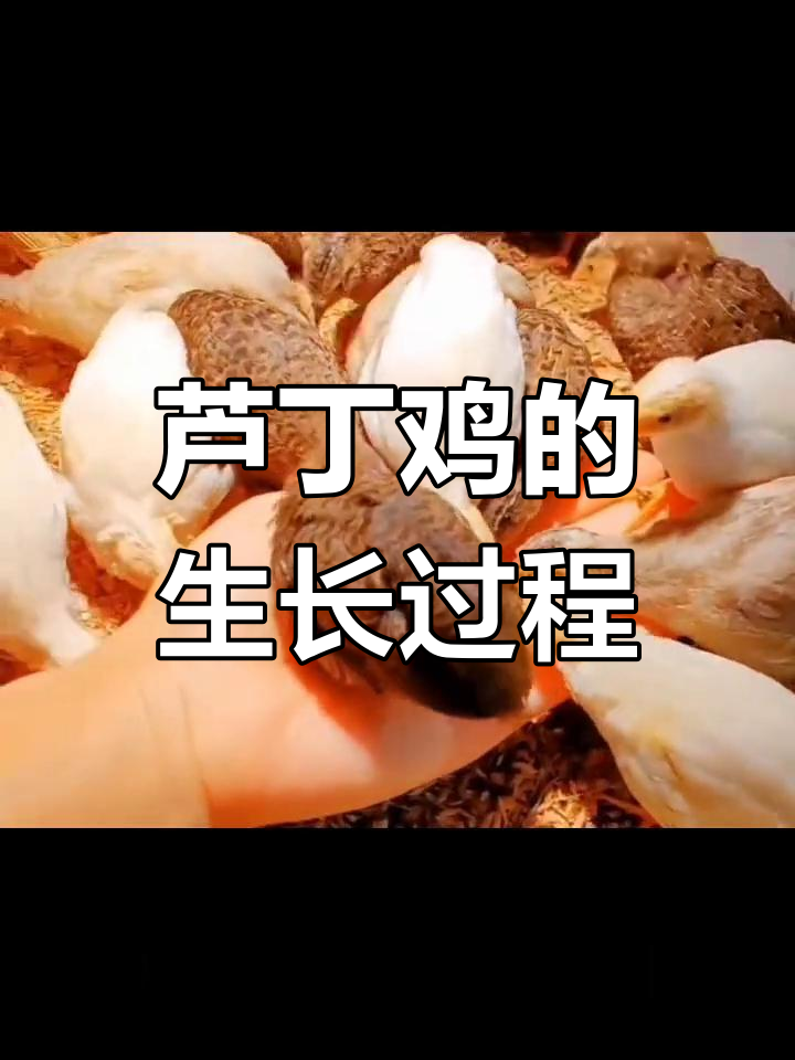 芦丁鸡的成长与寿命揭秘