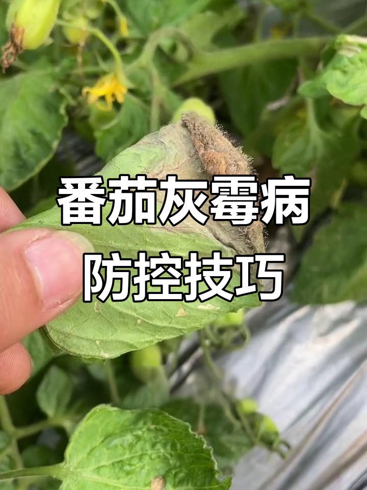 西红柿灰霉病防治全攻略,轻松搞定!