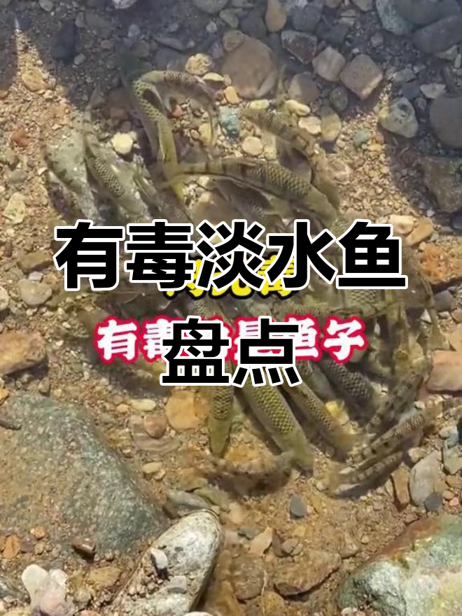 七种常见有毒淡水鱼,吃法需谨慎