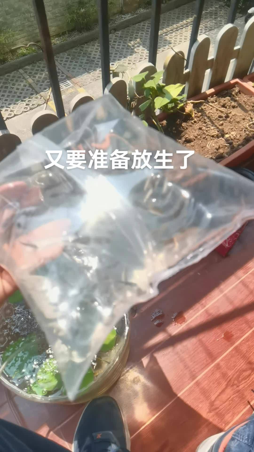 100尾鲈鱼苗,在家里先养一段时间再放生 万物生长 生命的力量 鱼缸里的大自然 养鱼养心 