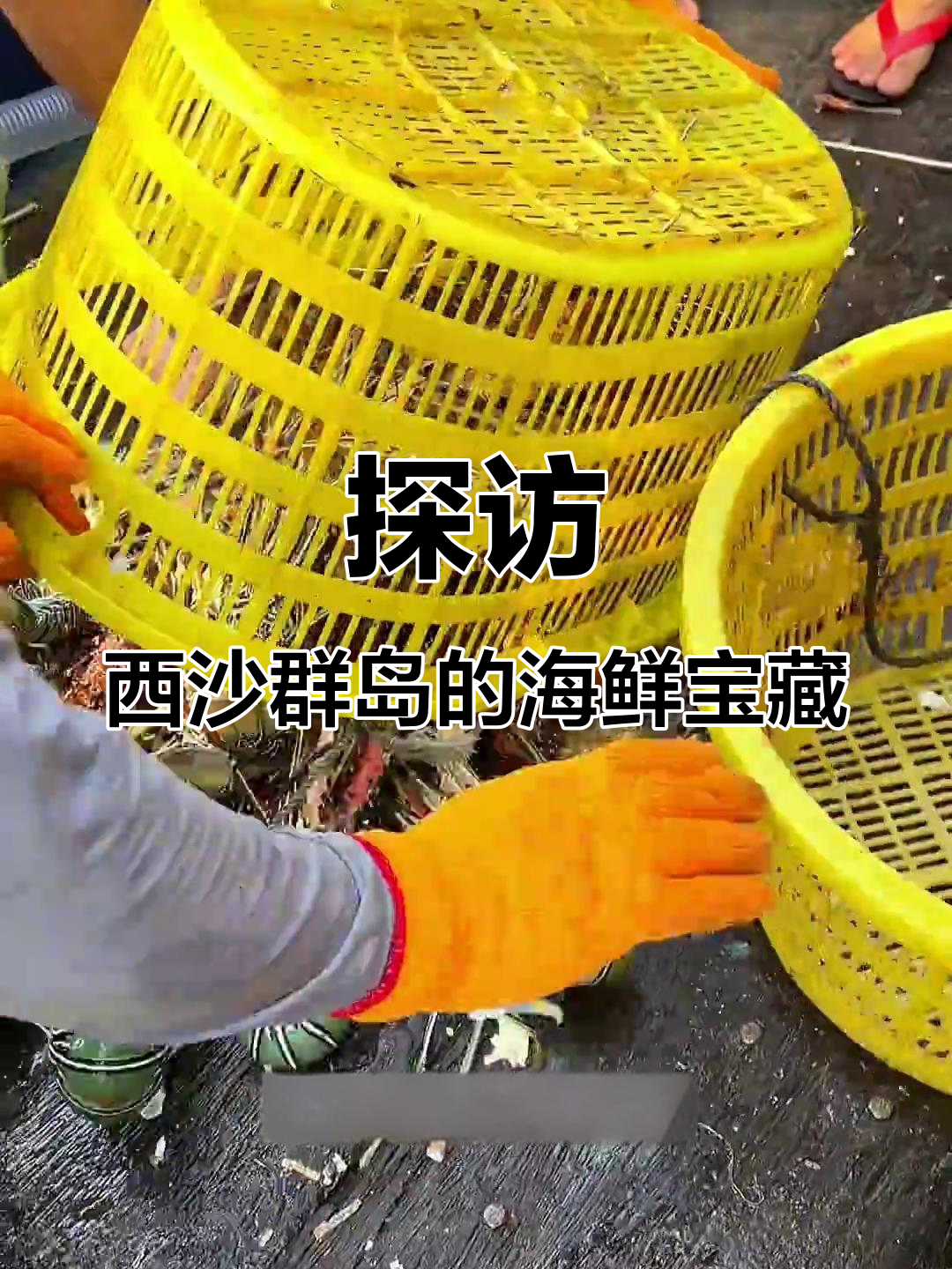 西沙群岛海鲜大揭秘:五彩斑斓的珊瑚鱼与珍稀海味