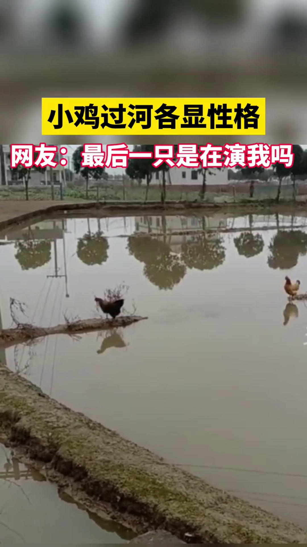 小鸡过河各显性格,网友:最后一只是在演我吗环球网