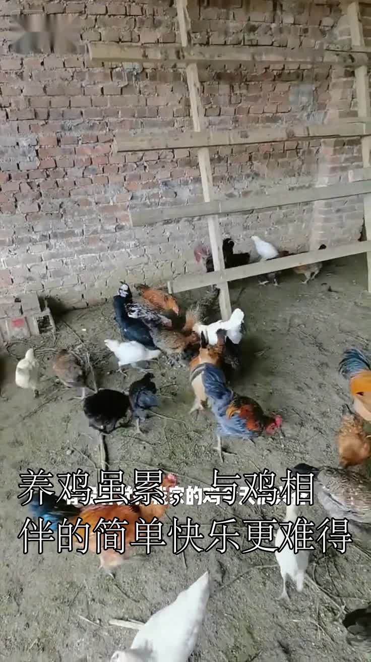 养鸡虽累,与鸡相伴的简单快乐更难得