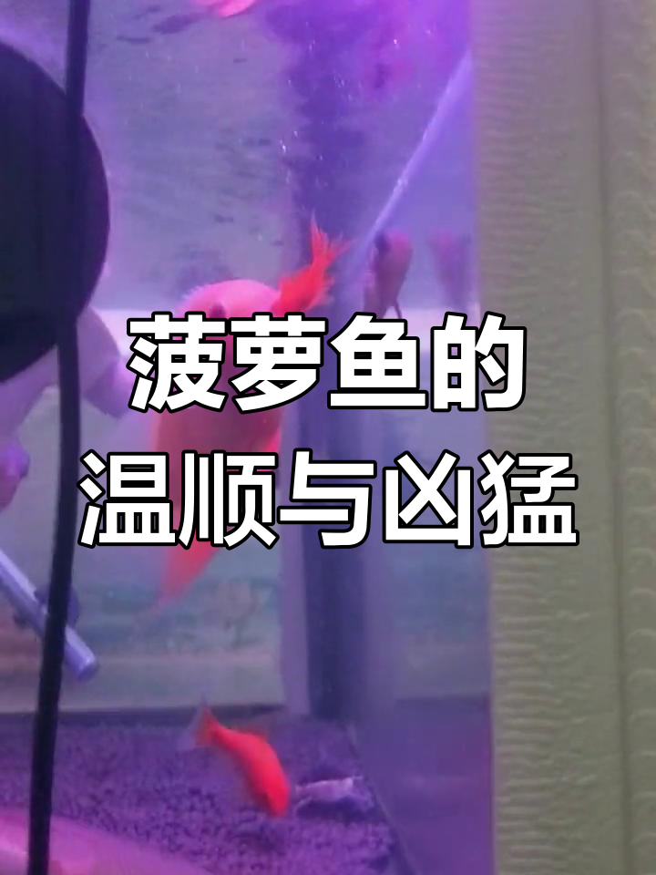 菠萝鱼吃草精,银龙混养经验分享