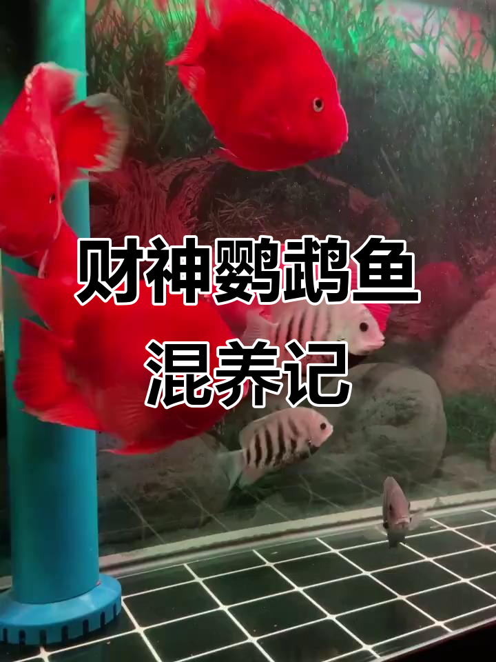 财神鹦鹉鱼与钻石菠萝鱼的混养日常,2022年10月15日