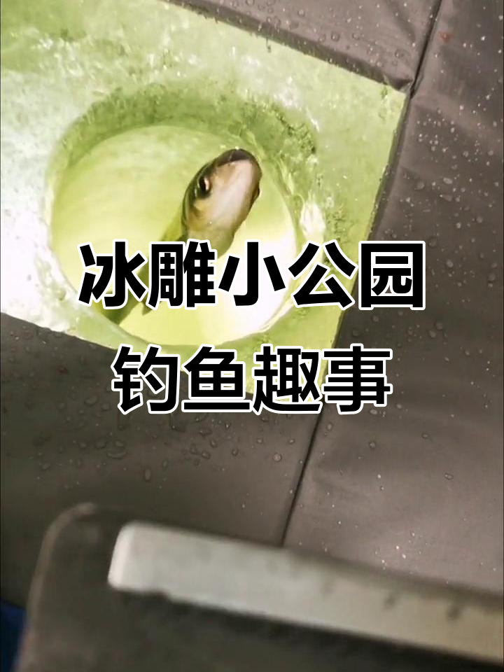 冰钓池沼公鱼,诱鱼灯下鱼儿疯狂逃窜