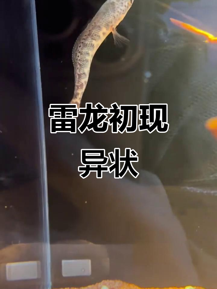 5月雷龙入缸首日异常,疑肠炎或换水刺激