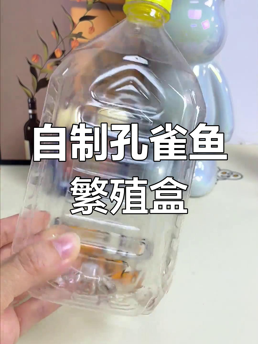 用废旧瓶子做孔雀鱼繁殖盒,简单又实用