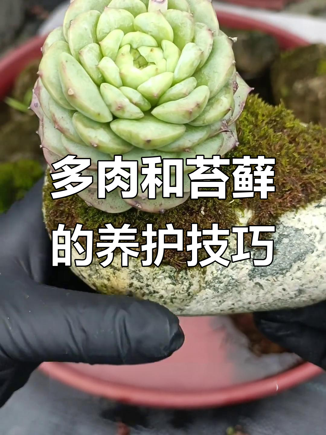 苔藓与多肉植物的生长环境差异,如何正确养护?