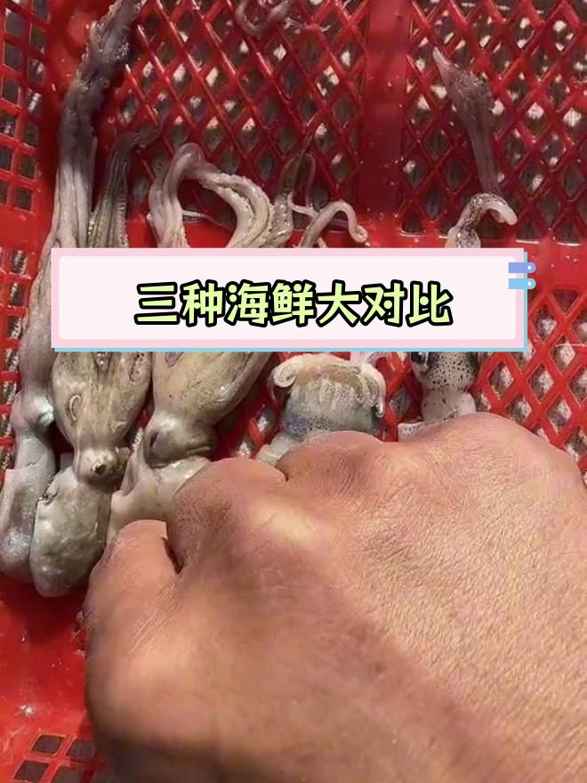 鱿鱼、章鱼和乌贼的区别解析,哪个更好吃?