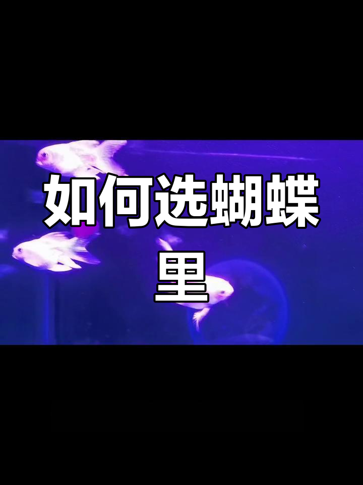 蝴蝶里鱼苗选购指南:如何挑选优质品种