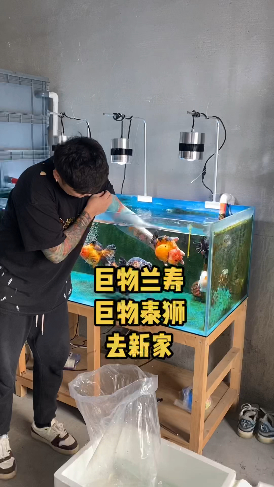 巨物兰寿泰狮金鱼