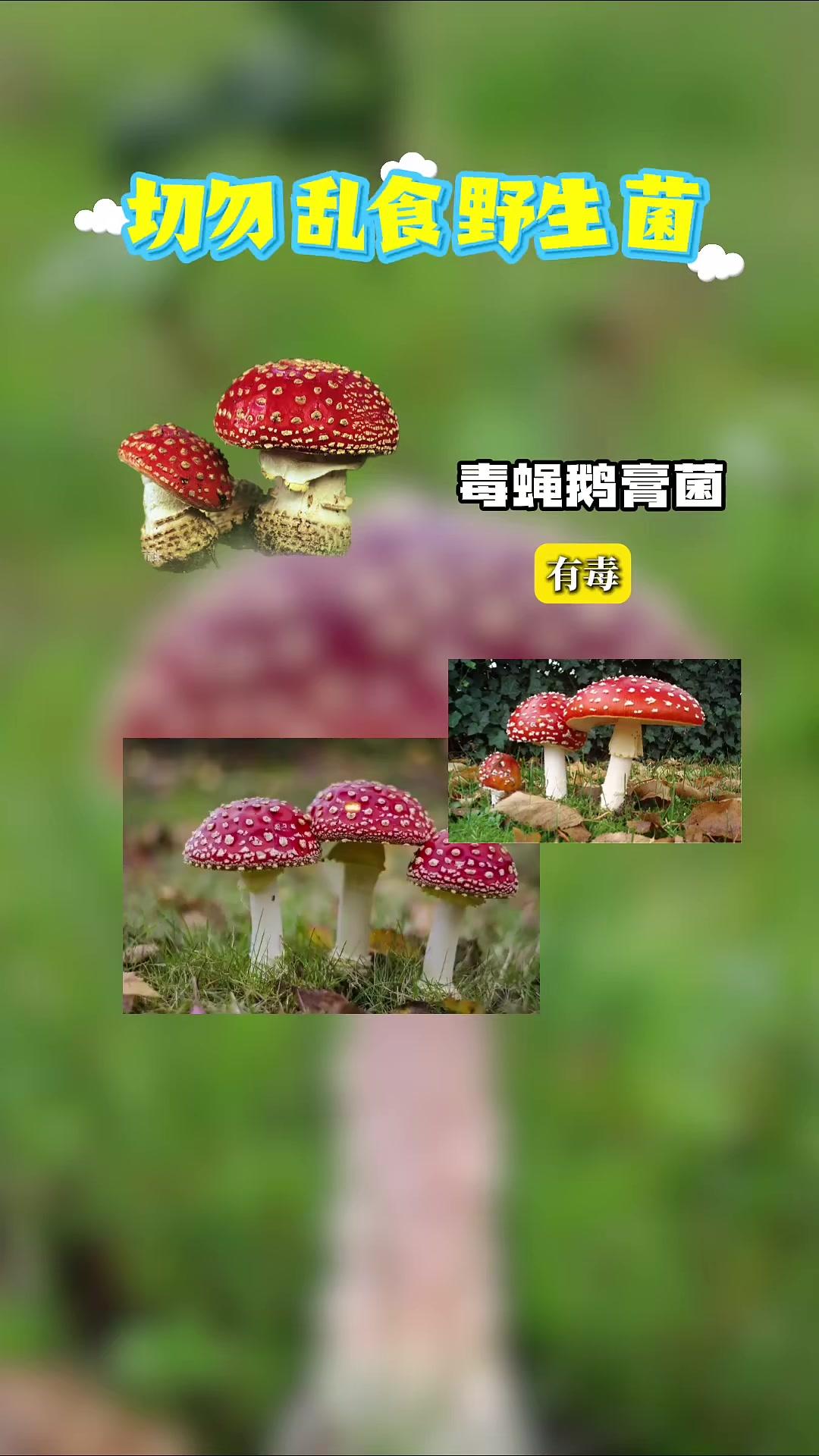 切勿乱食野生菌,勿拿生命开玩笑!