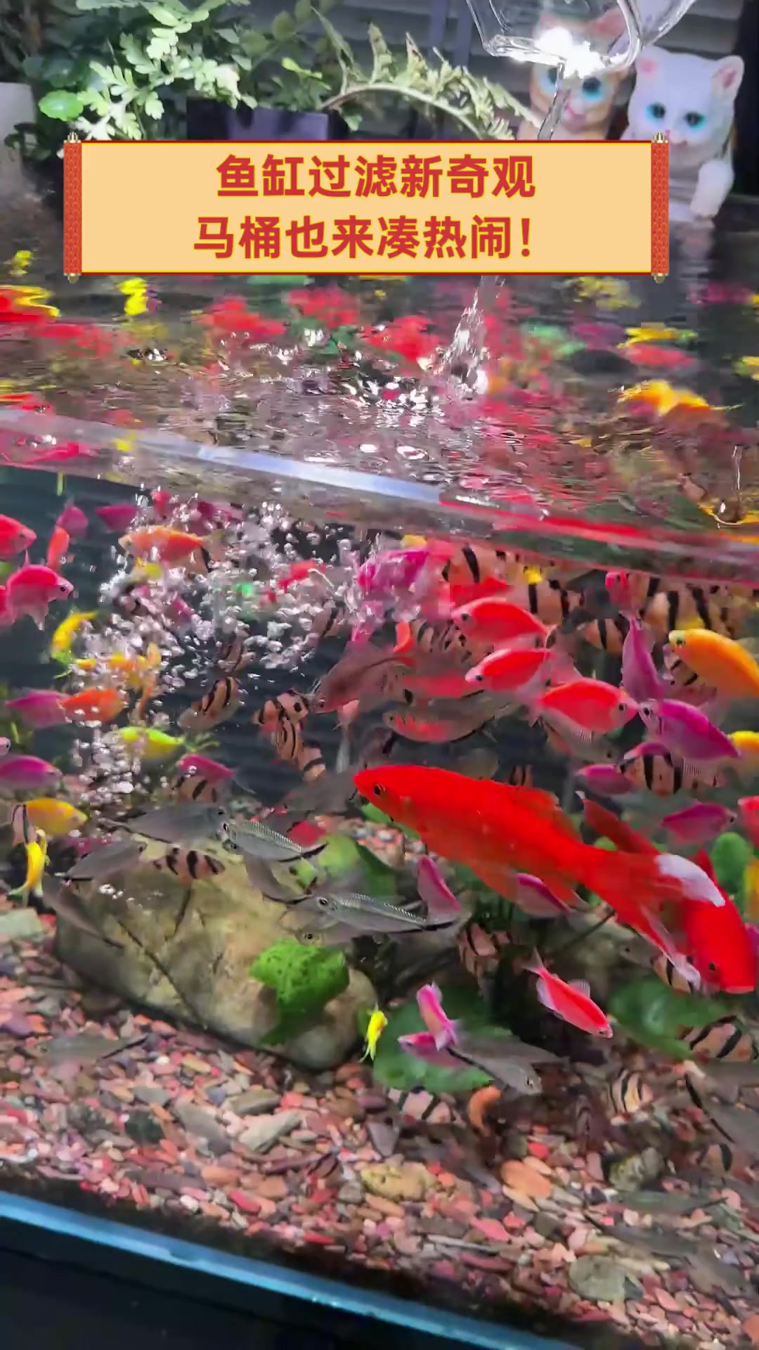 鱼缸过滤新奇观,马桶也来凑热闹!