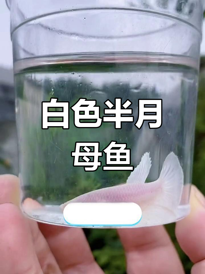 白色半月母鱼:稳定市场与简单饲养