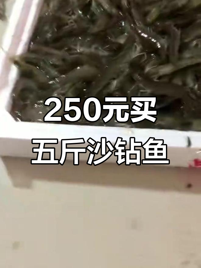 250元买五斤沙钻鱼,吃上一周不心疼