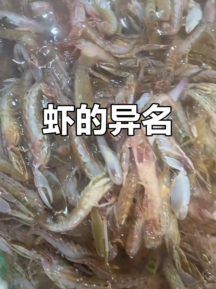 虾中极品,各地叫法不同,你那儿怎么称呼它?