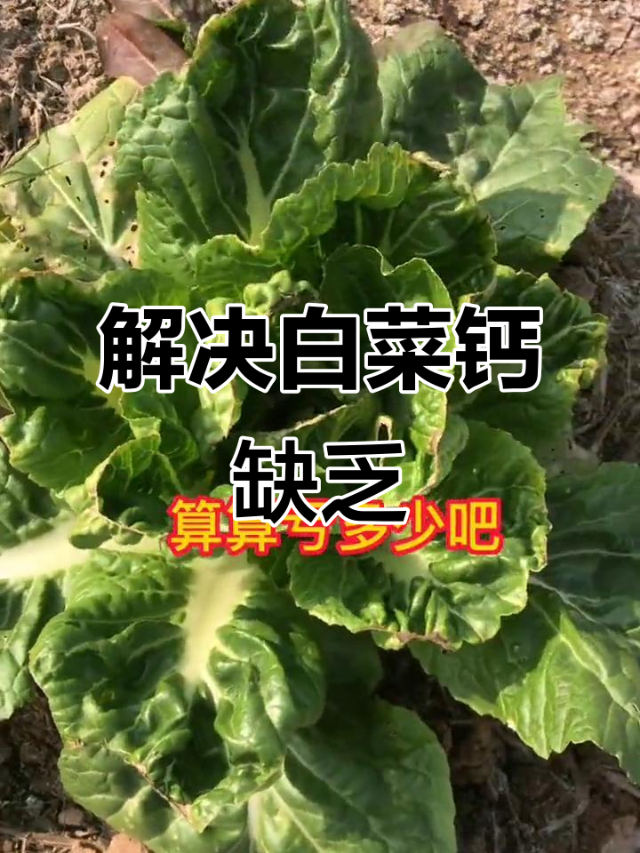 白菜缺钙烧心,如何应对?