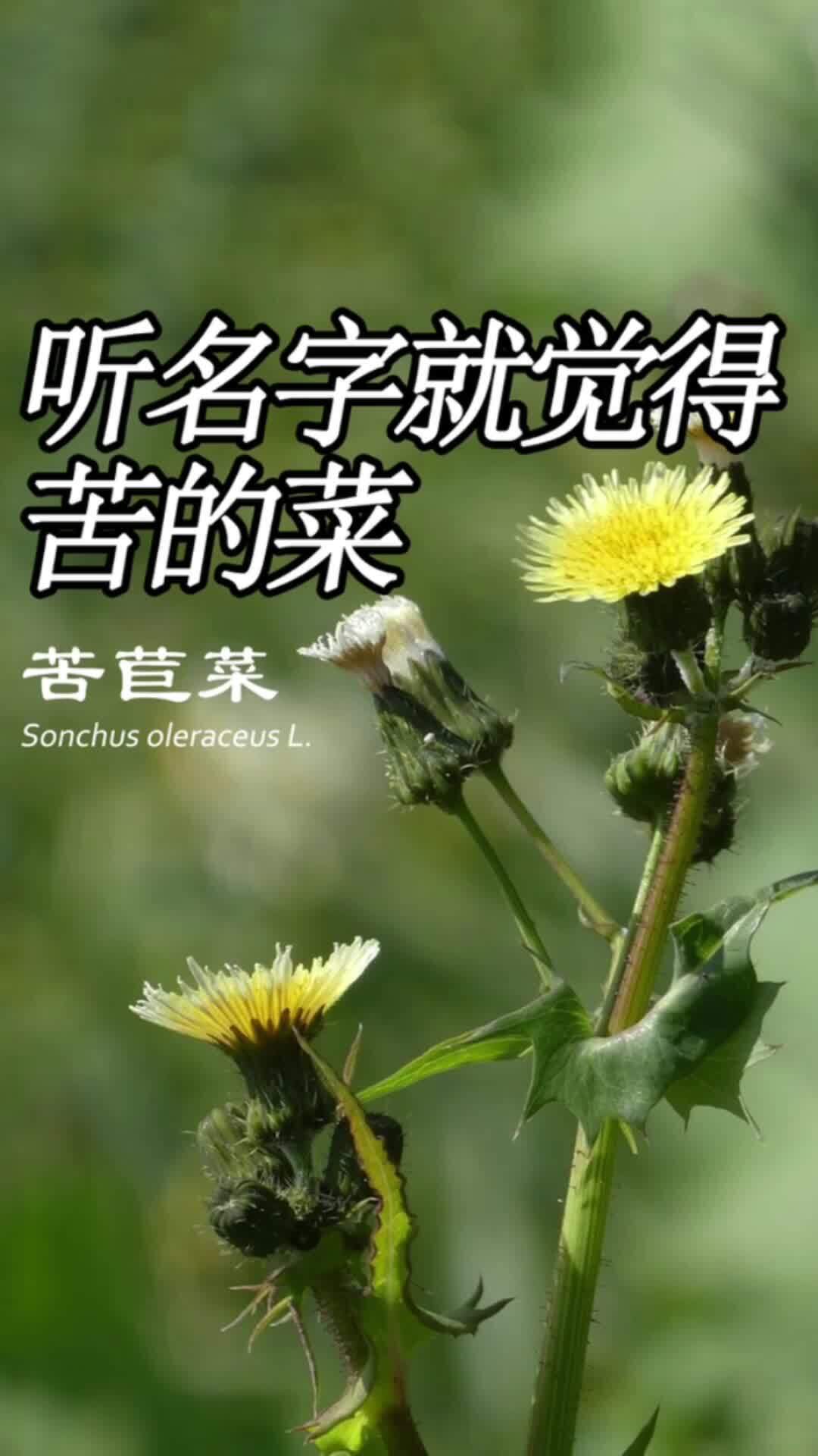 听名字就觉得很苦的苦苣菜,谁吃过?