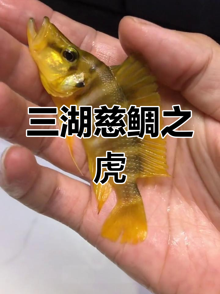 虎鱼种类与文化解读