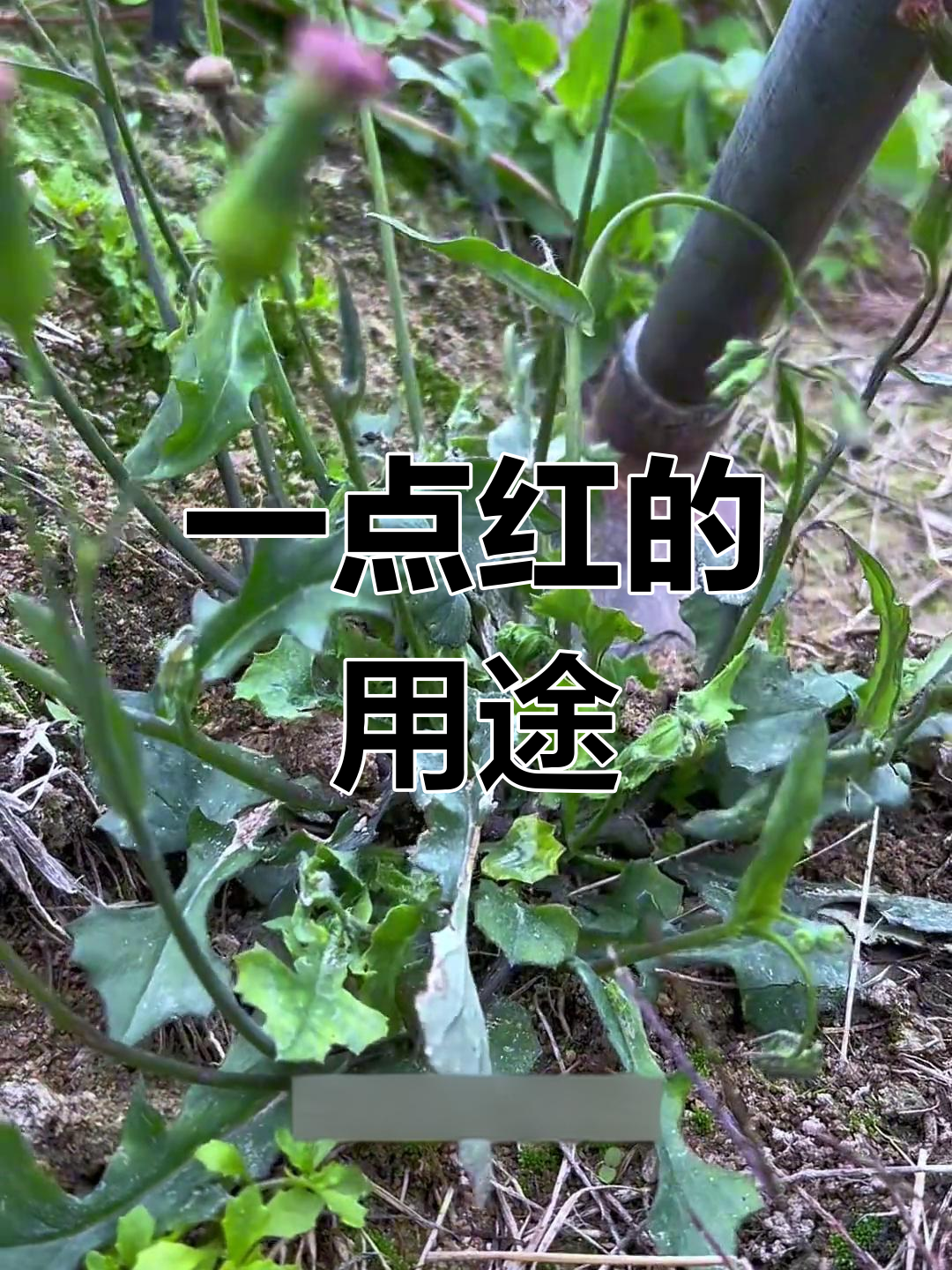一点红:菊科草本植物,美味野菜