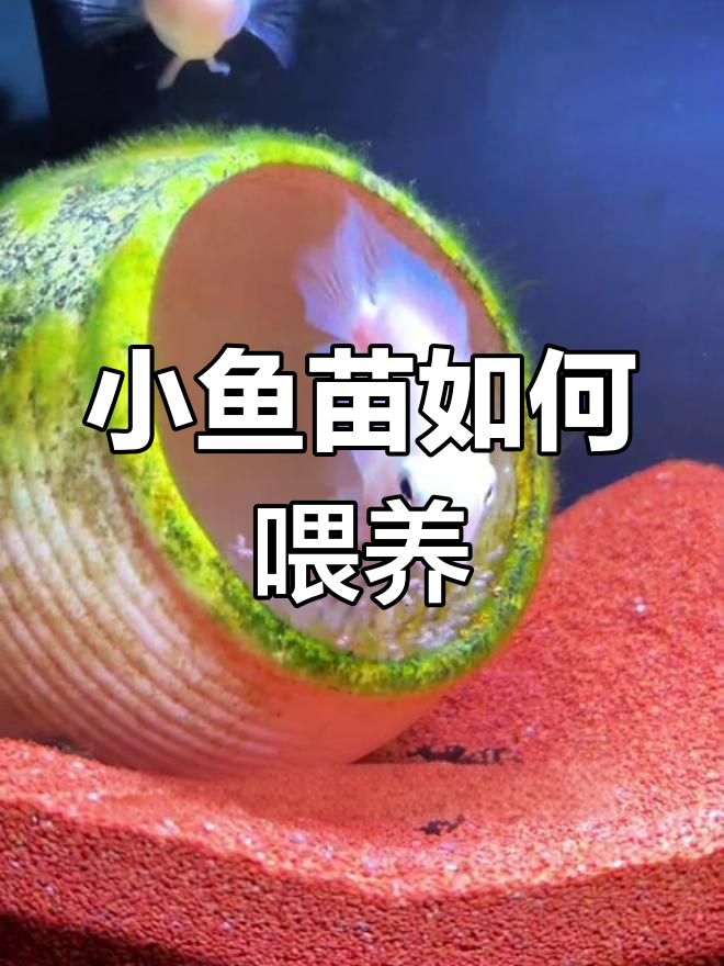 迷你鹦鹉鱼小鱼苗饲养技巧:选择合适开口粮