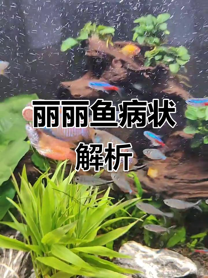 丽丽鱼腮部发黑,是不是生病了?急求解决方法!