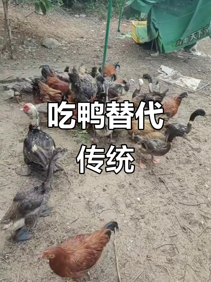七月十四,吃鸭成习俗,穷人用鸭子代替叫男人过夜