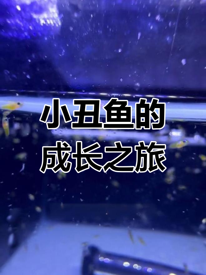 小丑鱼成长全纪录,每天都有新变化!