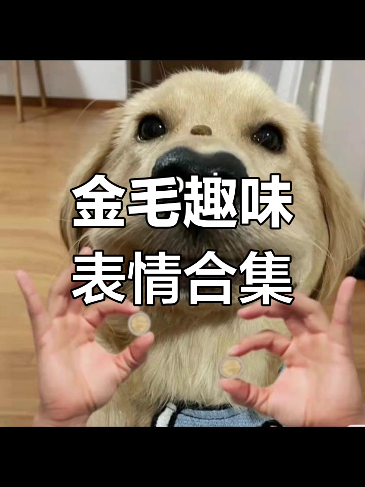 修狗表情包大赏,金毛搞笑瞬间全记录