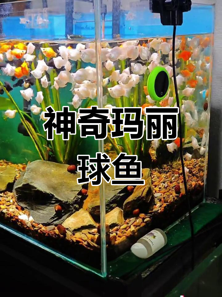 这种鱼圆滚滚,吃藻清油膜,连生小鱼都超强!