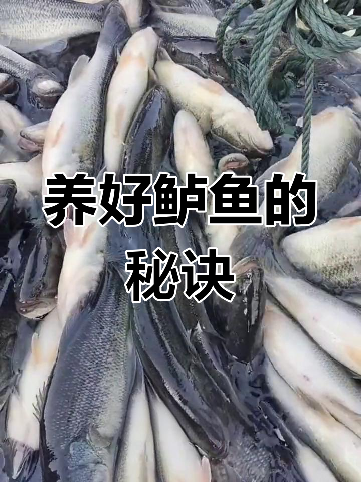 循环水养鲈鱼的关键技术