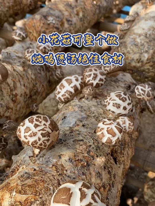可整个做的小花菇,鲜香嫩滑超美味!