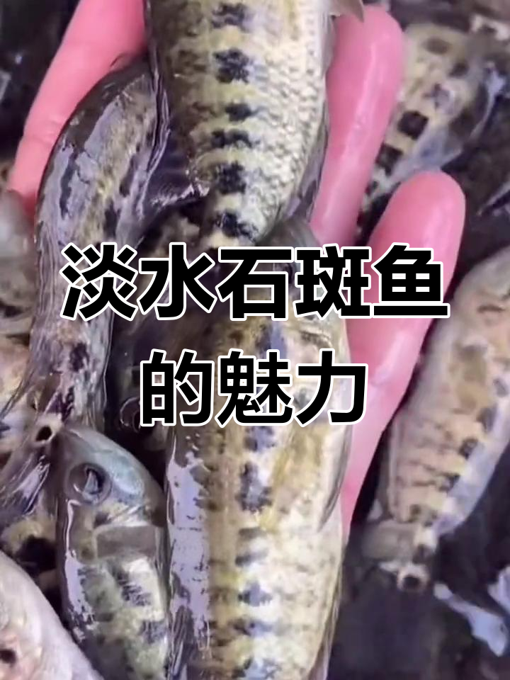 淡水石斑鱼:美味与迷人并存的养殖新宠