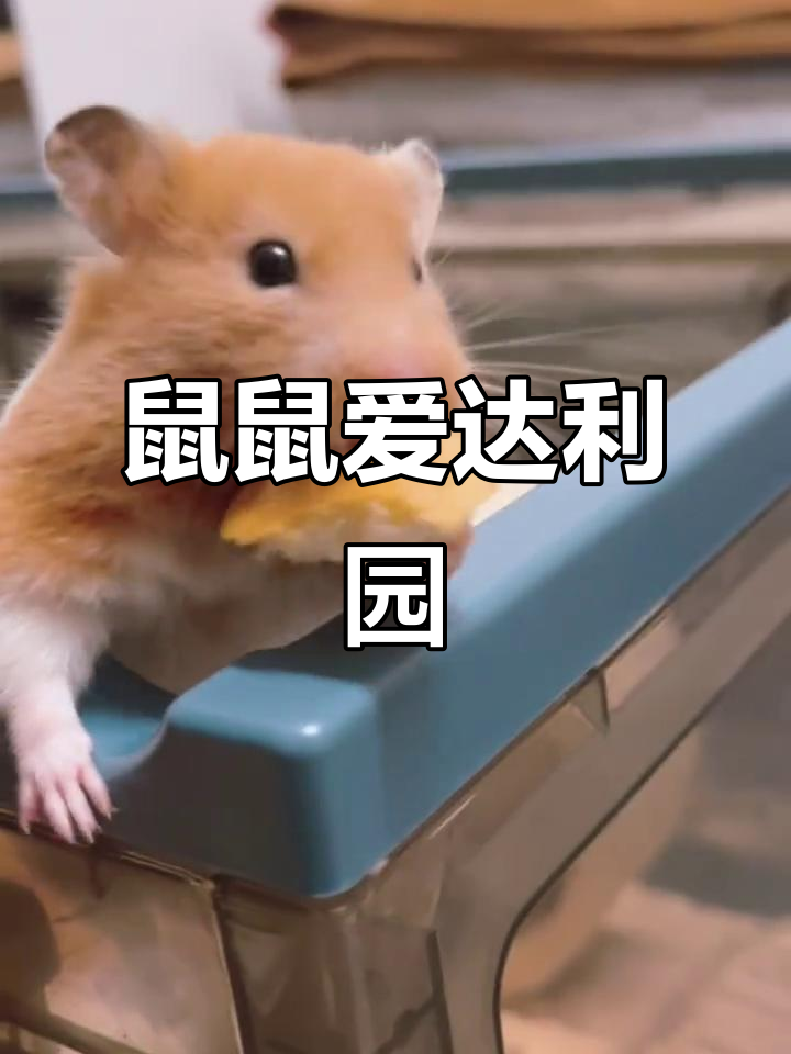达利园小面包让鼠鼠夏日甜蜜,海面上的梦与忐谈