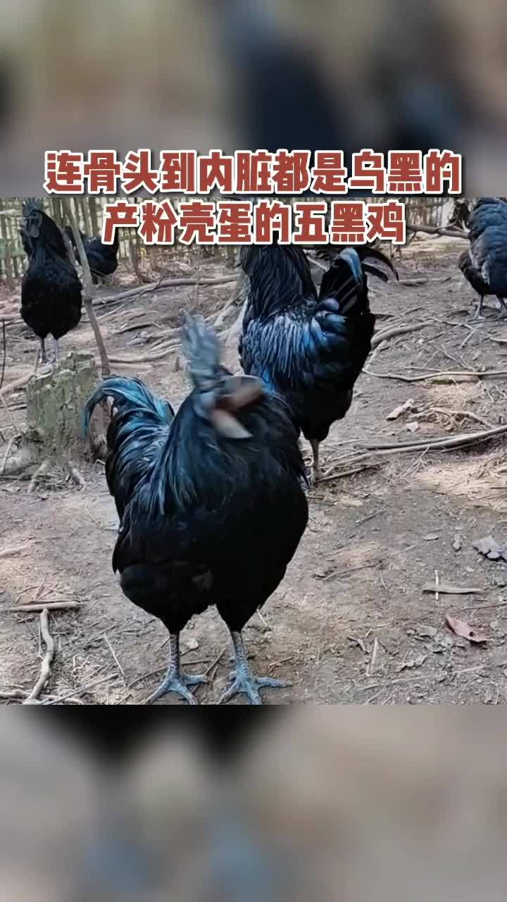 新农人计划2022 云枫教你学养殖 养殖技术 农村创业养殖 乌蒙珍禽 盐津乌骨鸡 乌骨鸡 