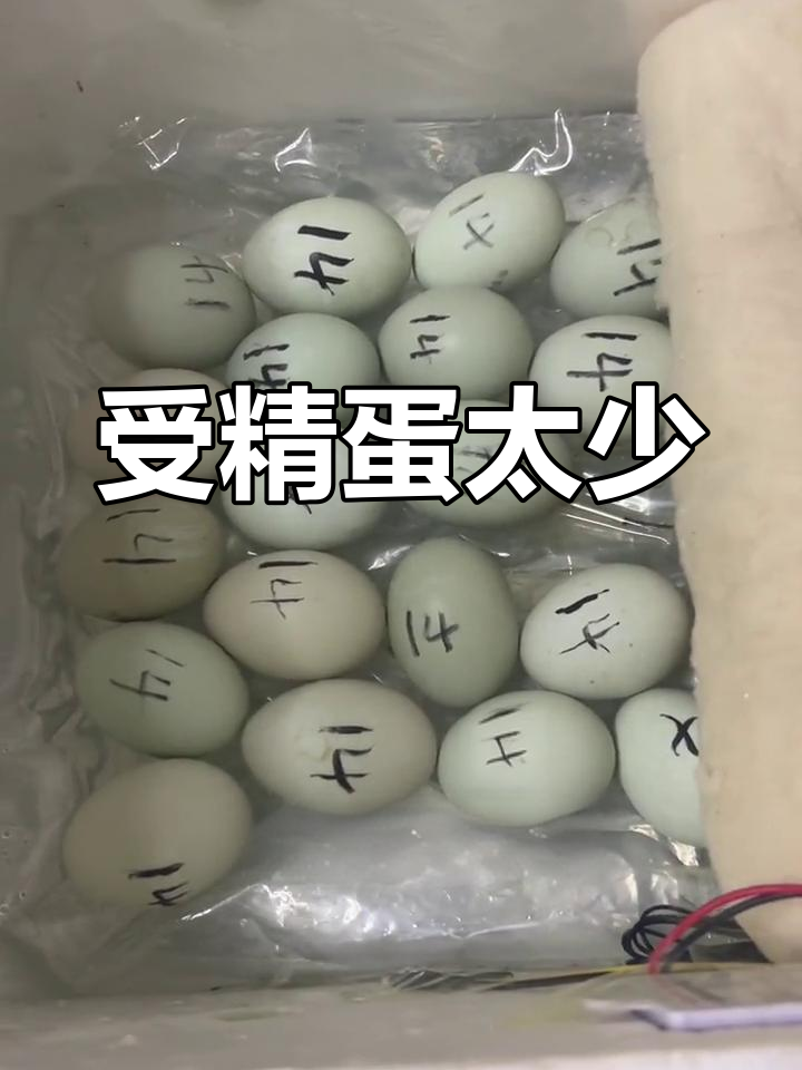 孵化绿头麻鸭,受精率低得让人心碎