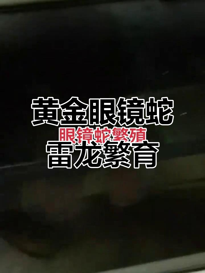 黄金眼镜蛇雷龙自然繁殖,公母配合默契