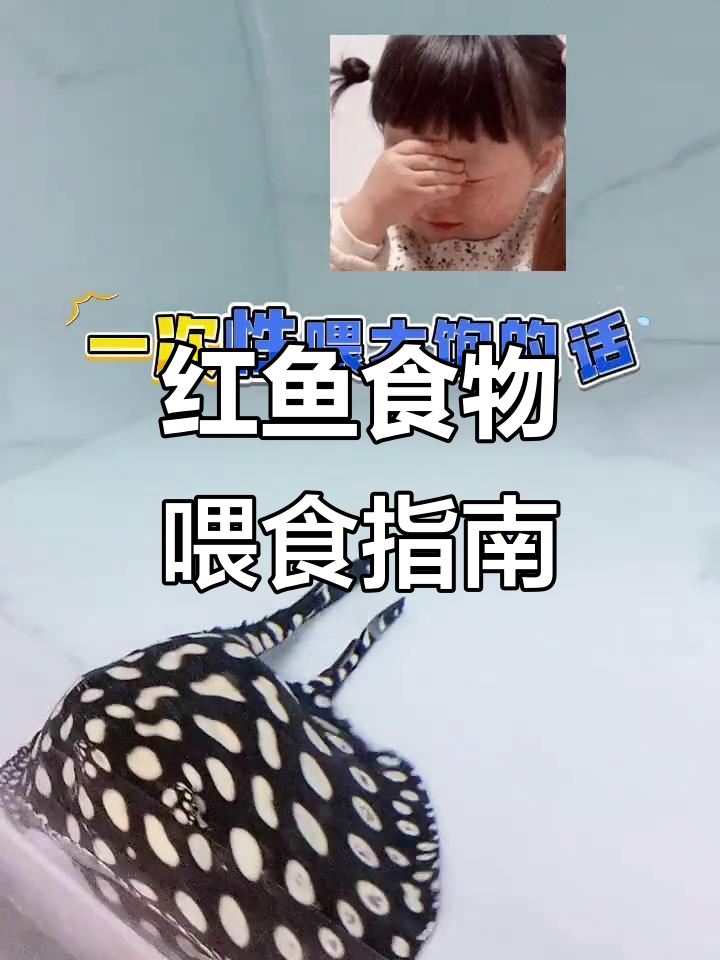 黑白皇冠魟鱼吃什么?了解红鱼的饮食技巧