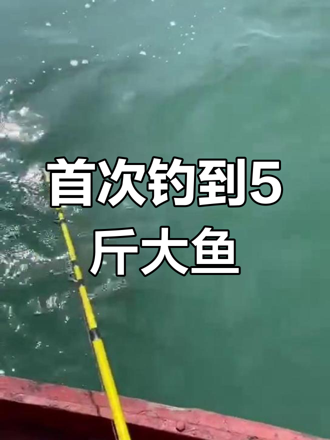 青岛后海钓鱼初体验,5斤压塌鱼让我惊喜连连
