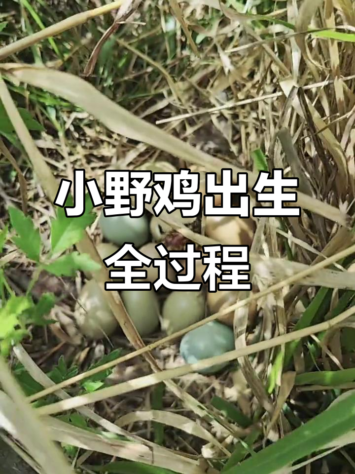 小野鸡破壳瞬间,大自然的奇妙馈赠