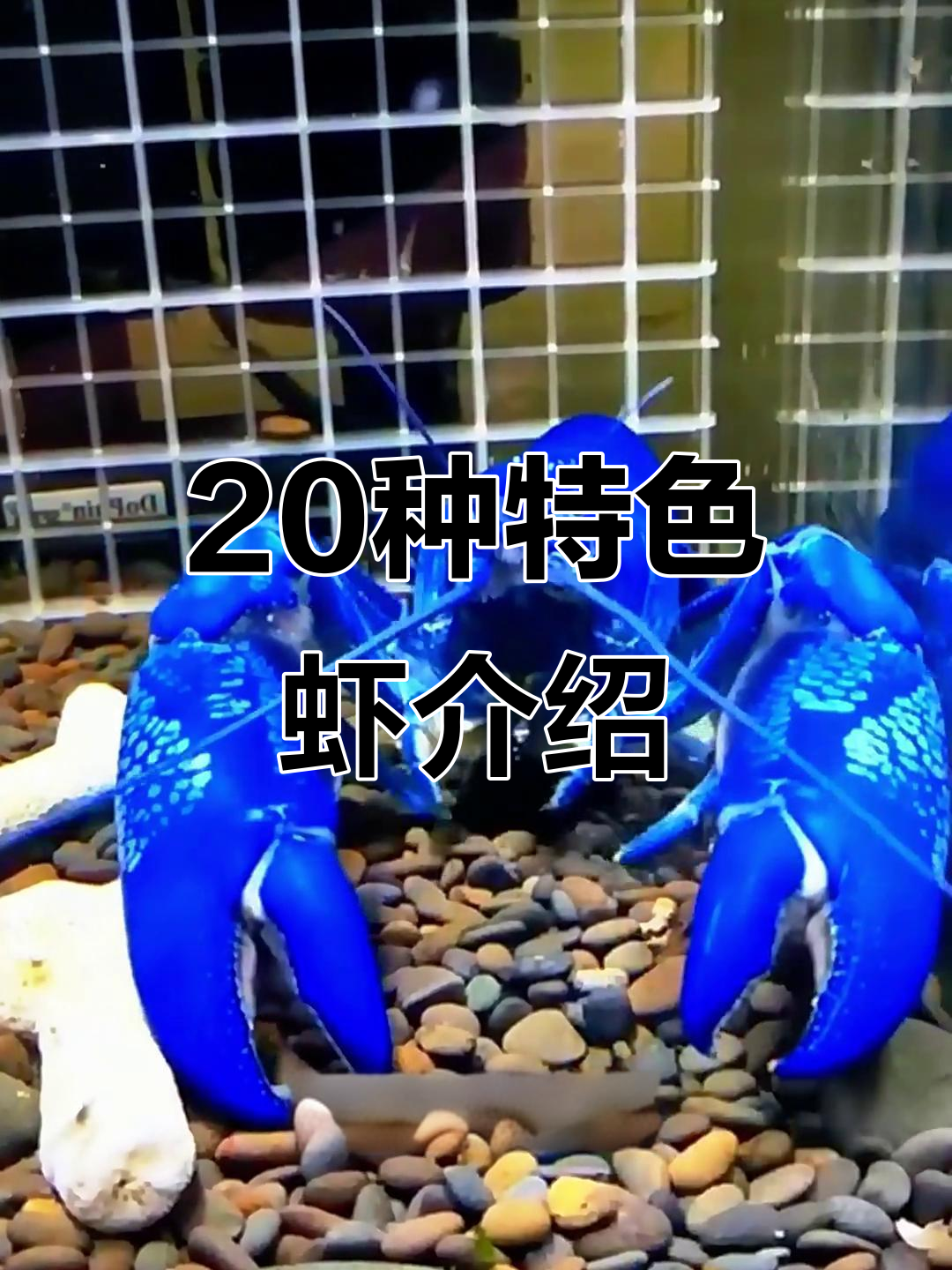 带你了解20种奇特虾类，看看你认识几种？