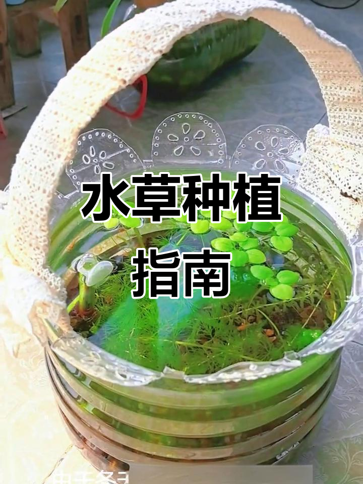 生态鱼缸水草推荐,底料与漂浮型皆宜