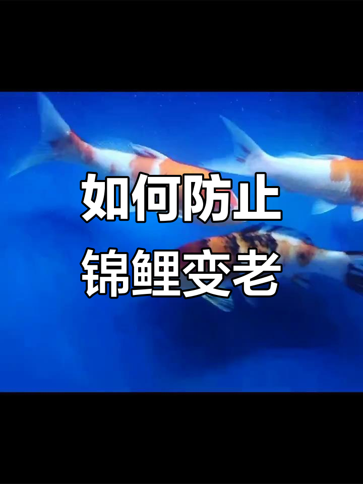 避免老头鱼,从喂食开始!