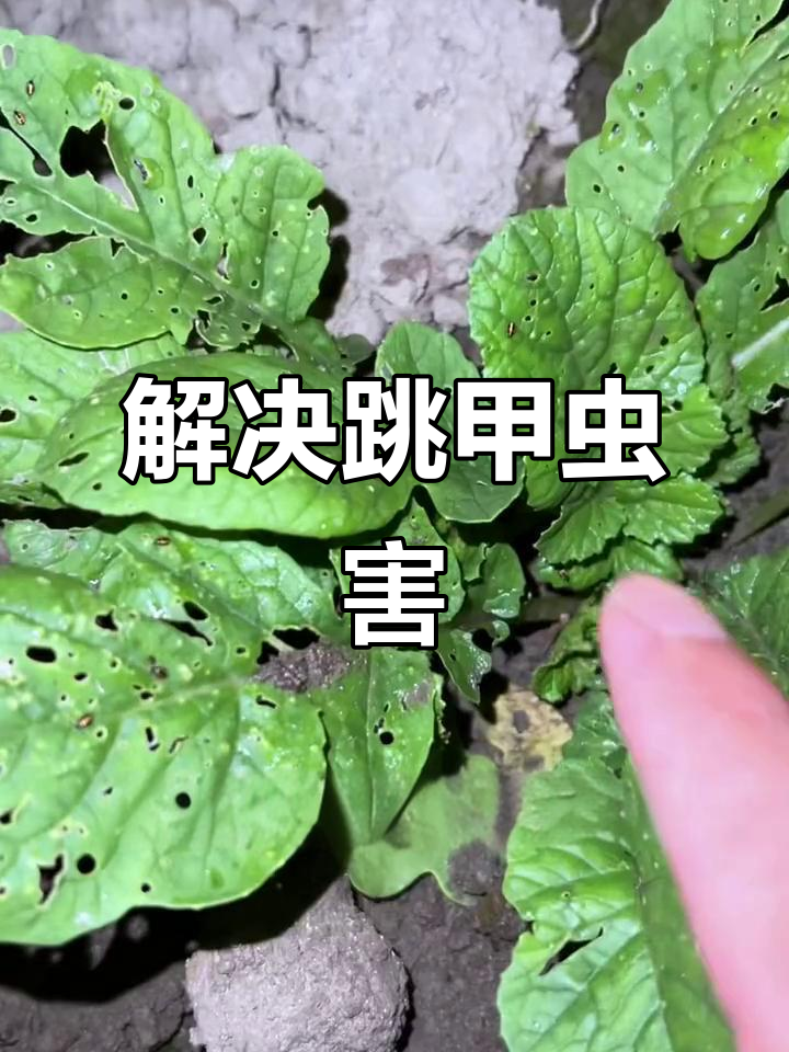 蔬菜苗遭跳甲虫危害?这款家庭除虫剂轻松解决