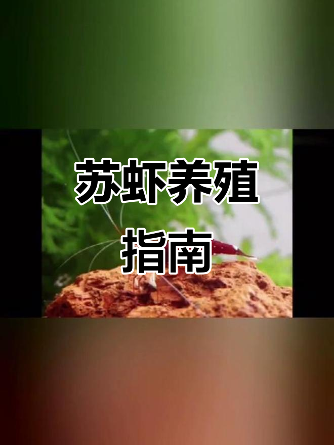 苏虾全攻略:观赏虾的魅力与养护技巧