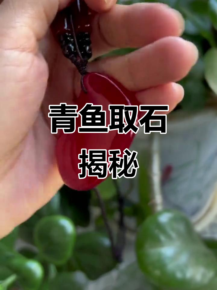 许多粉丝疑惑,青鱼多大才能取石做吊坠?来揭秘一下!