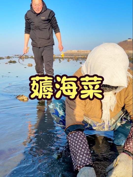 海岛人冬天必备美食海菜包子，大海的馈赠