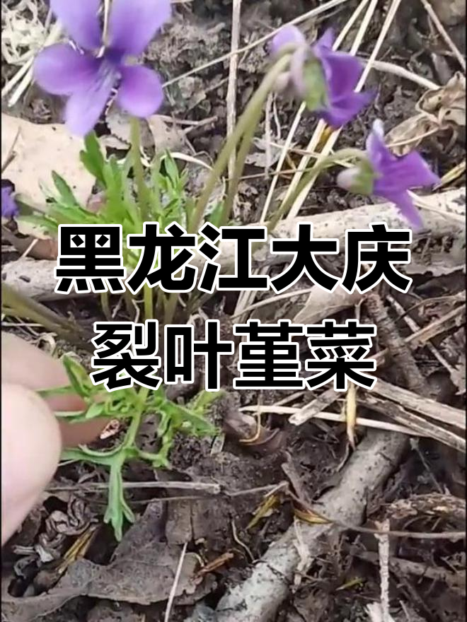 大庆本地野生植物:裂叶堇菜与芹菜的奇妙对比